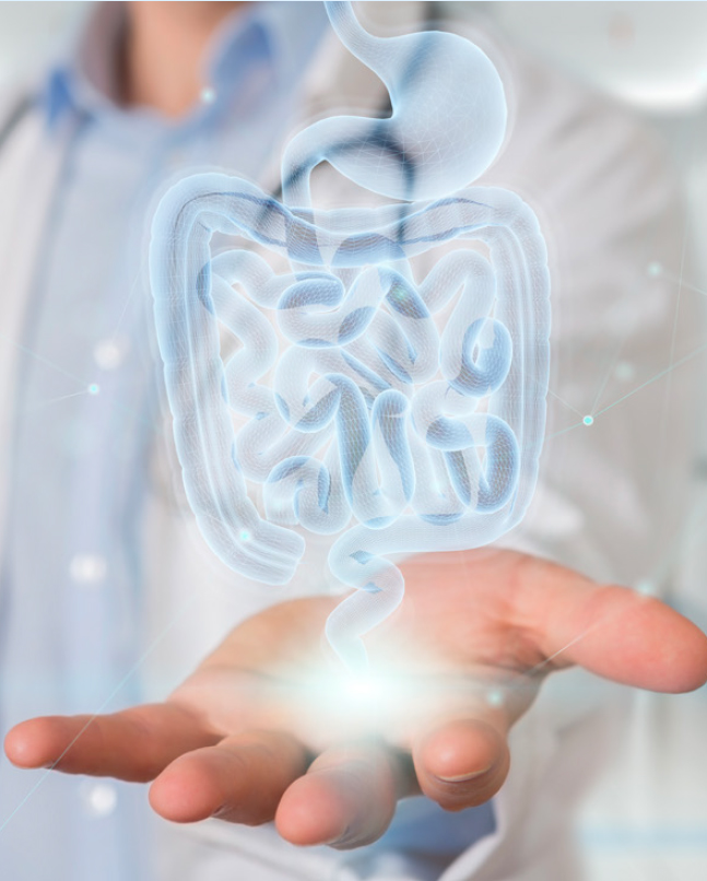 Illustration of the digestive system above an open hand